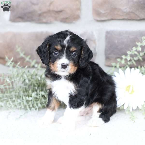 Brody, Cavapoo Puppy
